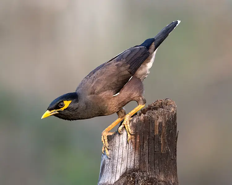 Common Myna - Facts, Diet, Habitat & Pictures on Animalia.bio